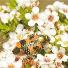 Castiarina delectabilis at Tharwa, ACT - 3 Jan 2025 01:47 PM