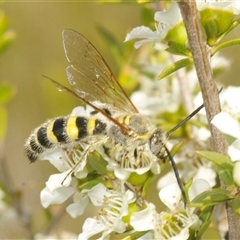 Radumeris tasmaniensis (Yellow Hairy Flower Wasp) at Tharwa, ACT - 3 Jan 2025 by Harrisi
