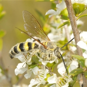 Radumeris tasmaniensis at Tharwa, ACT - 3 Jan 2025