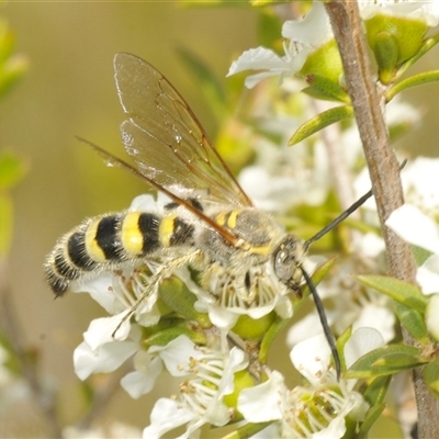 Unidentified Flower wasp (Scoliidae or Tiphiidae) at Tharwa, ACT - 3 Jan 2025 by Harrisi