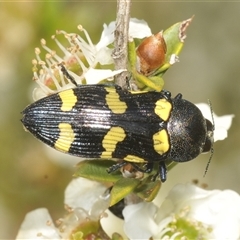 Castiarina australasiae (A jewel beetle) at Tharwa, ACT - 3 Jan 2025 by Harrisi