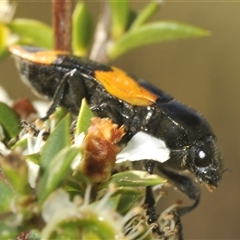 Castiarina bremei (A jewel beetle) at Tharwa, ACT - 3 Jan 2025 by Harrisi