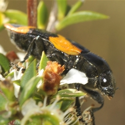 Castiarina bremei (A jewel beetle) at Tharwa, ACT - 3 Jan 2025 by Harrisi