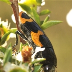 Castiarina bremei at Tharwa, ACT - 3 Jan 2025