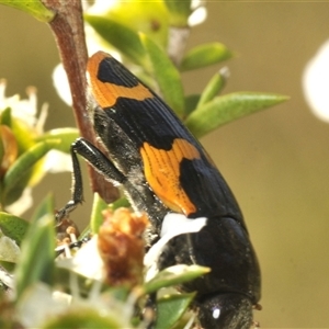 Castiarina bremei at Tharwa, ACT - 3 Jan 2025