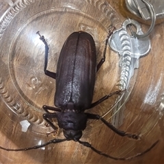 Unidentified Longhorn beetle (Cerambycidae) at Inverloch, VIC - 5 Jan 2025 by CoastalVictoria