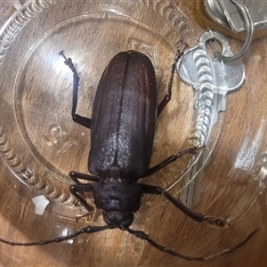 Unidentified Longhorn beetle (Cerambycidae) at Inverloch, VIC by CoastalVictoria