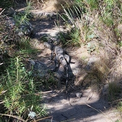 Varanus rosenbergi (Heath or Rosenberg's Monitor) at Tharwa, ACT - 3 Jan 2025 by ABelley