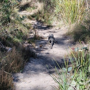 Varanus rosenbergi at Tharwa, ACT - 4 Jan 2025