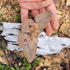 Opodiphthera helena (Helena Gum Moth) at Braemar Bay, NSW - 24 Nov 2024 by CoastalVictoria