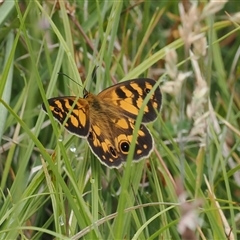 Heteronympha cordace (Bright-eyed Brown) at Tharwa, ACT - 1 Jan 2025 by RAllen