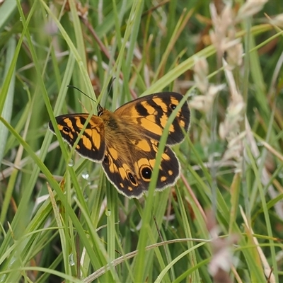 Heteronympha cordace (Bright-eyed Brown) at Tharwa, ACT - 2 Jan 2025 by RAllen