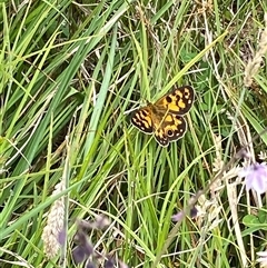 Heteronympha cordace at Tharwa, ACT - 2 Jan 2025 10:59 AM