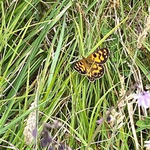 Heteronympha cordace at Tharwa, ACT - 2 Jan 2025 10:59 AM