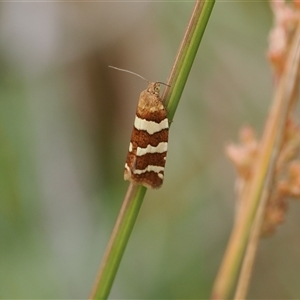 Subfurcatana subfurcatana (A Tortricid moth) at Tharwa, ACT by RAllen