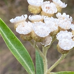 Ozothamnus stirlingii (Ovens Everlasting) at Tharwa, ACT - 2 Jan 2025 by RAllen