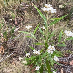 Ozothamnus stirlingii at Tharwa, ACT - 2 Jan 2025 11:14 AM