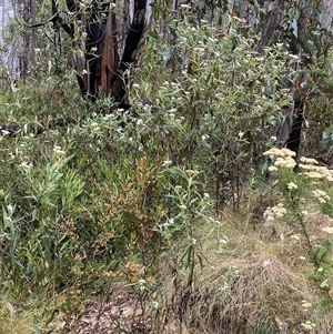 Ozothamnus stirlingii at Tharwa, ACT - 2 Jan 2025 11:14 AM