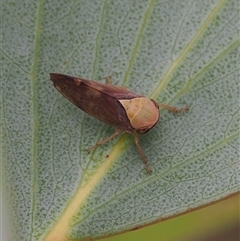 Brunotartessus fulvus (Yellow-headed Leafhopper) at Tharwa, ACT - 2 Jan 2025 by RAllen