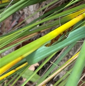 Hesperilla donnysa (Varied Sedge-skipper) at Tharwa, ACT by RAllen