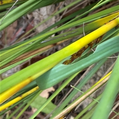 Taractrocera papyria at Tharwa, ACT - 2 Jan 2025 by RAllen