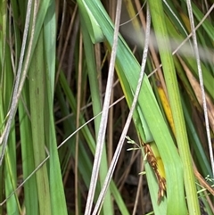 Hesperilla donnysa at Tharwa, ACT - suppressed