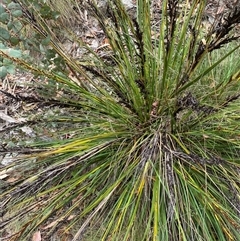 Hesperilla donnysa at Tharwa, ACT - suppressed