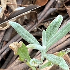 Senecio (genus) (A Fireweed) at Tharwa, ACT - 2 Jan 2025 by RAllen