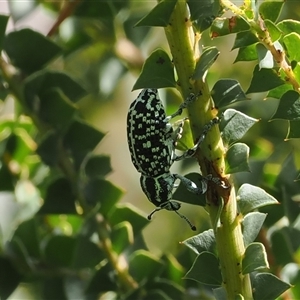 Chrysolopus spectabilis at Cotter River, ACT - 3 Jan 2025 04:03 PM