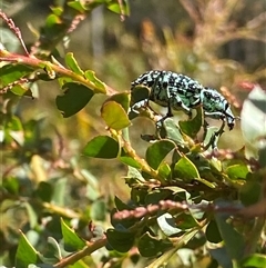 Chrysolopus spectabilis at Cotter River, ACT - 3 Jan 2025 04:03 PM