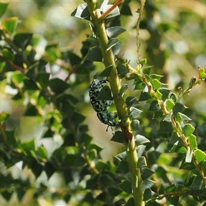 Chrysolopus spectabilis at Cotter River, ACT - 3 Jan 2025