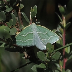 Euloxia meandraria (Two-lined Euloxia) at Tharwa, ACT - 3 Jan 2025 by RAllen