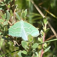 Euloxia meandraria at Tharwa, ACT - 3 Jan 2025 02:17 PM