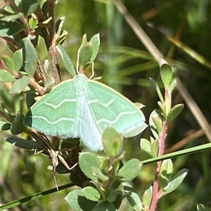 Euloxia meandraria at Tharwa, ACT - 3 Jan 2025