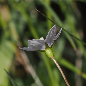 Wahlenbergia planiflora subsp. planiflora at Tharwa, ACT - 3 Jan 2025