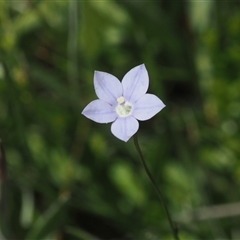 Wahlenbergia planiflora subsp. planiflora at Tharwa, ACT - 3 Jan 2025