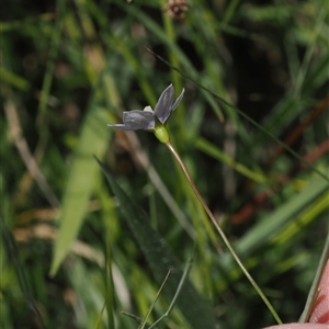 Wahlenbergia planiflora subsp. planiflora at Tharwa, ACT - 3 Jan 2025