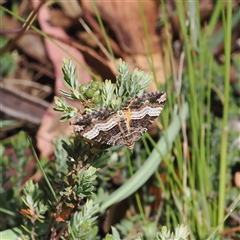 Chrysolarentia lucidulata at Tharwa, ACT - 3 Jan 2025 by RAllen