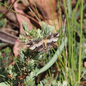 Chrysolarentia lucidulata at Tharwa, ACT - 3 Jan 2025