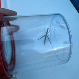 Acrida conica (Giant green slantface) at Palmerston, ACT by KarenI