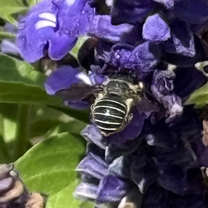 Pseudoanthidium (Immanthidium) repetitum (African carder bee) at Palmerston, ACT by KarenI