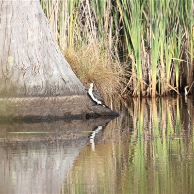 Microcarbo melanoleucos (Little Pied Cormorant) at Yarralumla, ACT - 5 Jan 2025 by JimL