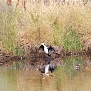 Microcarbo melanoleucos at Yarralumla, ACT - 5 Jan 2025