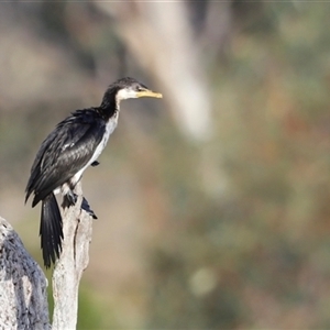 Microcarbo melanoleucos at Yarralumla, ACT - 5 Jan 2025