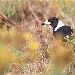 Gymnorhina tibicen (Australian Magpie) at Yarralumla, ACT - 4 Jan 2025 by JimL