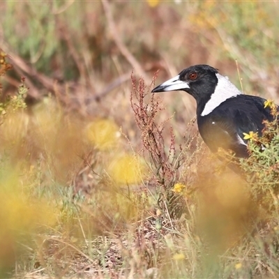 Gymnorhina tibicen (Australian Magpie) at Yarralumla, ACT - 5 Jan 2025 by JimL