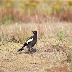 Gymnorhina tibicen at Yarralumla, ACT - 5 Jan 2025