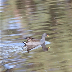 Gallinula tenebrosa (Dusky Moorhen) at Yarralumla, ACT - 5 Jan 2025 by JimL