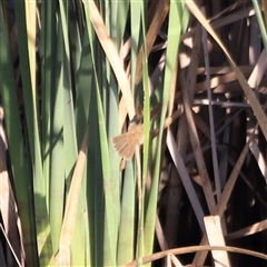 Acrocephalus australis (Australian Reed-Warbler) at Yarralumla, ACT - 5 Jan 2025 by JimL