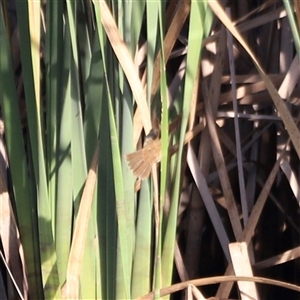 Acrocephalus australis at Yarralumla, ACT - 5 Jan 2025